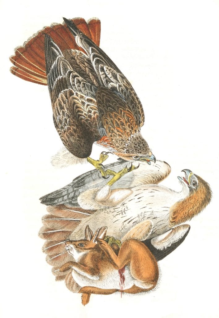 Red Tailed Buzzard Bird Vintage Illustrations