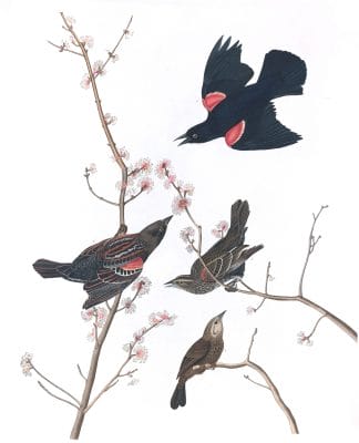 Red Winged Starling Bird Vintage Illustrations