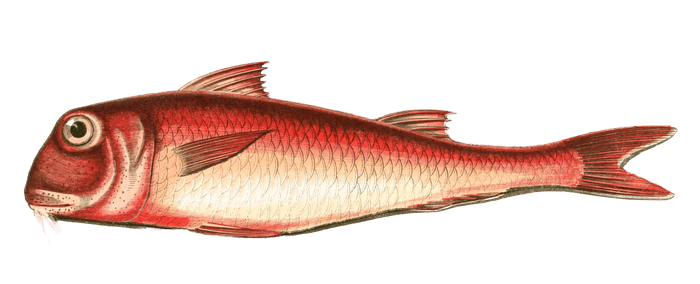 Red mullet fish Vintage Illustration