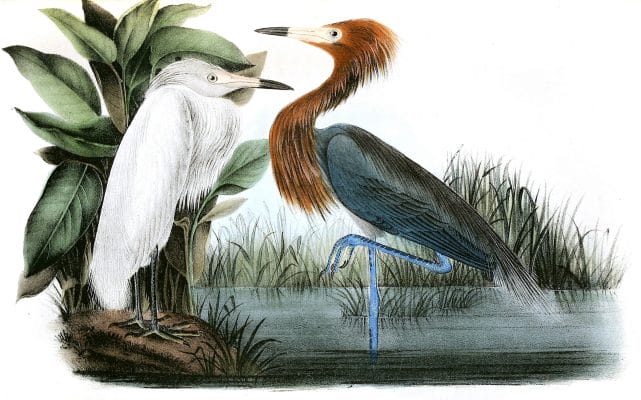 Reddish Egret Bird Vintage Illustrations