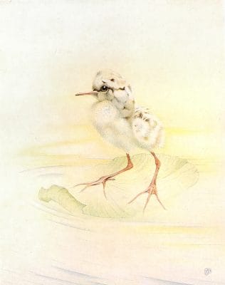 Redshank Vintage Baby Bird Illustration