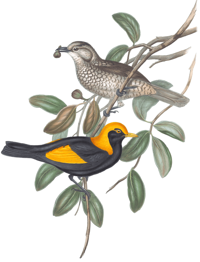 Regrent Bird Bird Vintage Illustrations