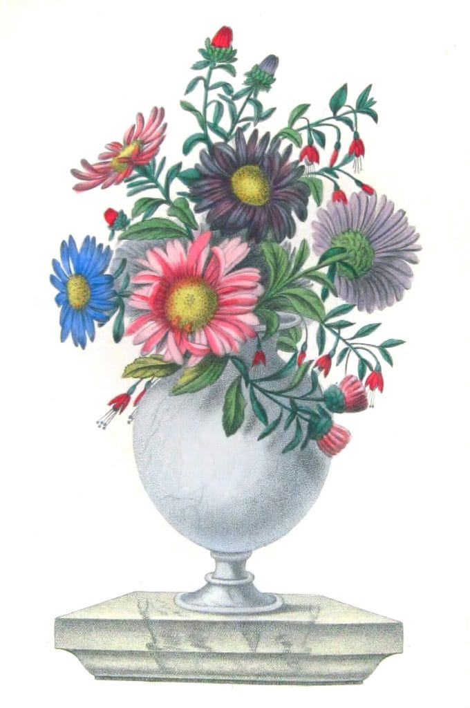 Reine Margue Vintage Flower Illustration