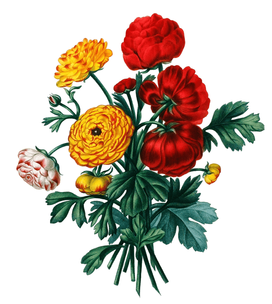 Renoncule Vintage Flower Illustration