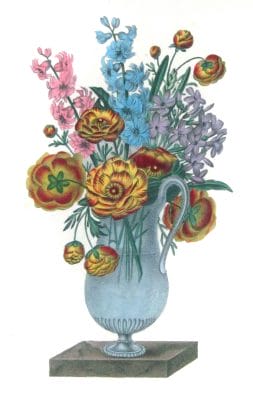 Renoncules Vintage Flower Illustration