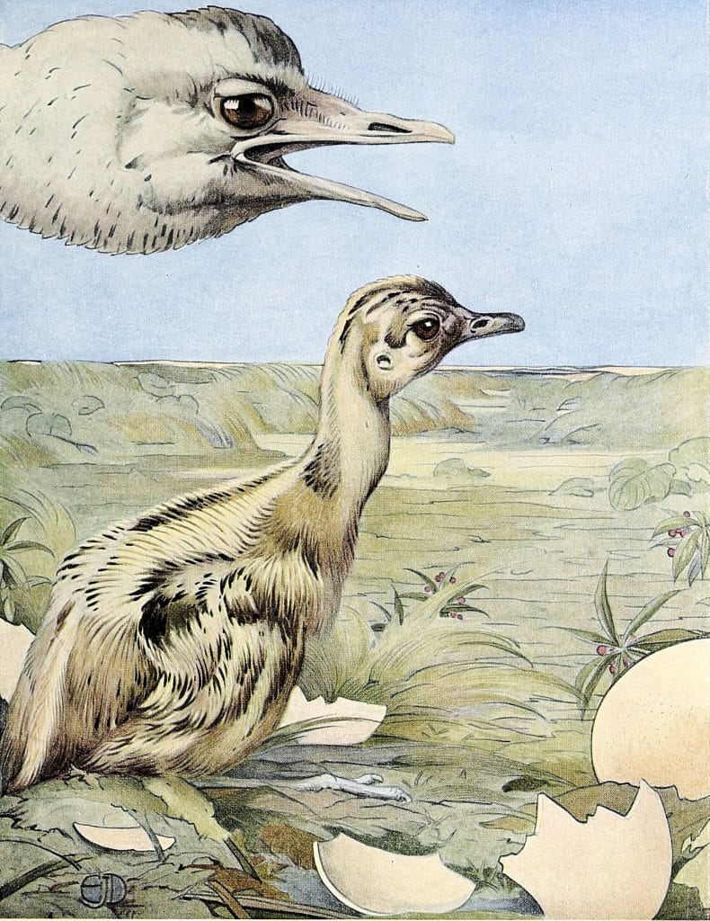 Rhea Vintage Baby Bird Illustration