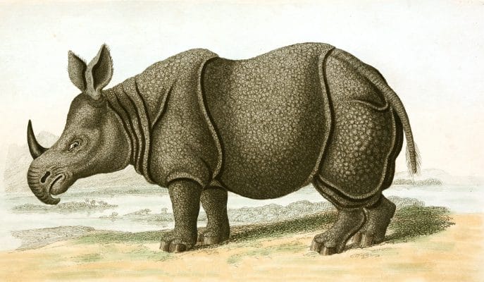 Rhinoseros Vintage Illustration