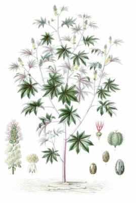 Ricin-tree