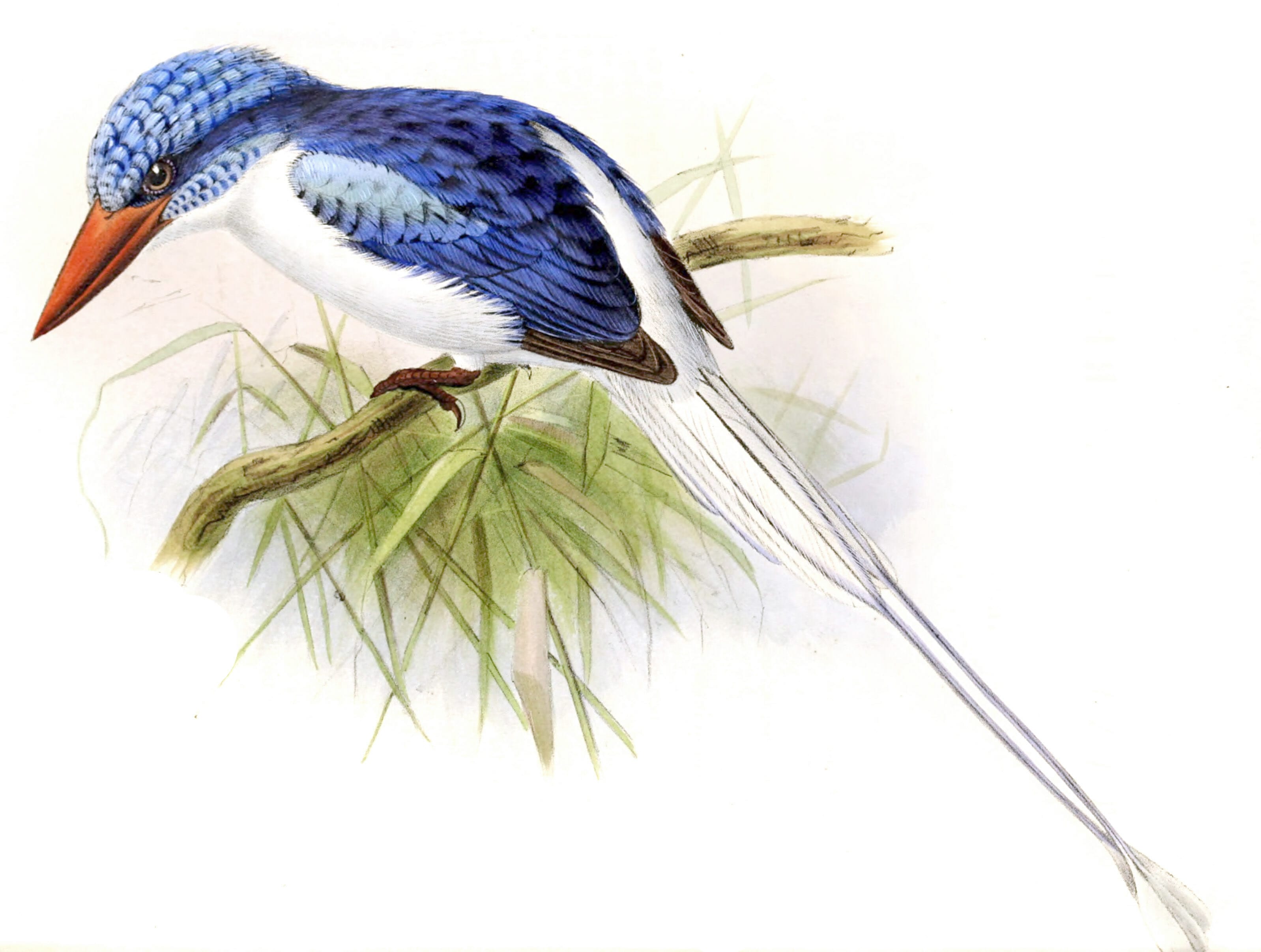 Riedels Kingfisher Bird Vintage Illustration