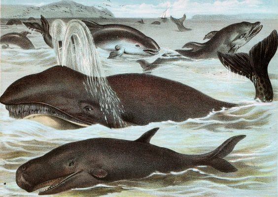 Right Whale Black Fish Porpoise and Dolphin Vintage Illustrations