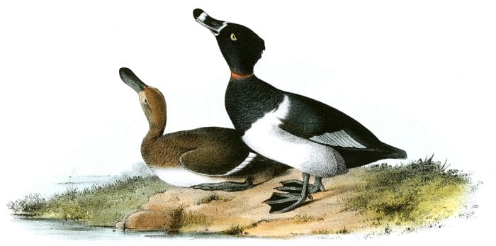 Ring Necked Duck Bird Vintage Illustrations