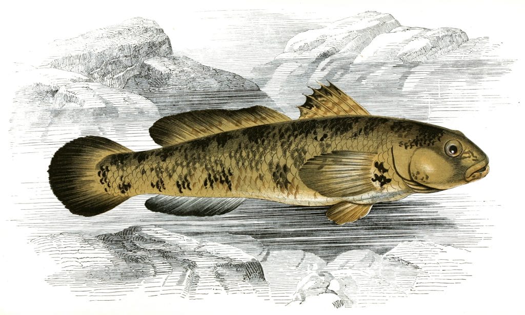 Rock Goby Fish Vintage Illustration