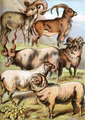 Rocky Mountain Sheep Bearded Argali Cretan Sheep Highland Sheep Domestic Sheep and Merino Sheep Vintage Illustrations