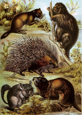 Rodents Porcupines Vintage Illustrations