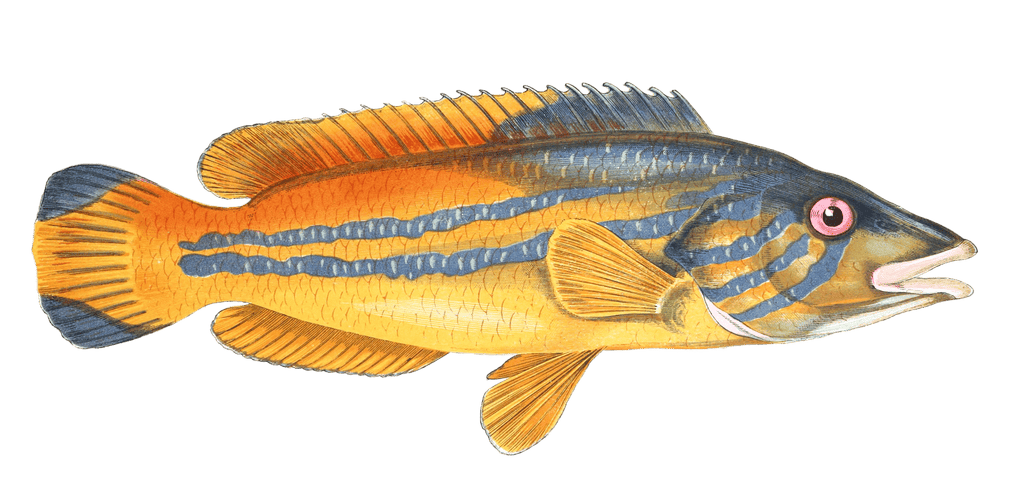 Cuckoo Wrasse Fish Vintage Illustration