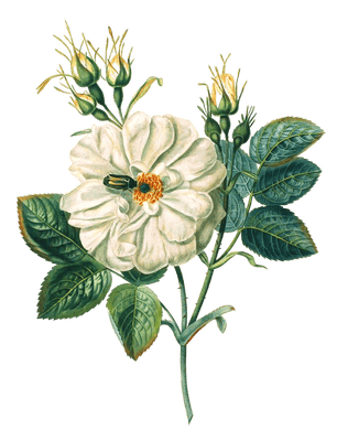 Rose Blanche Vintage Flower Illustration