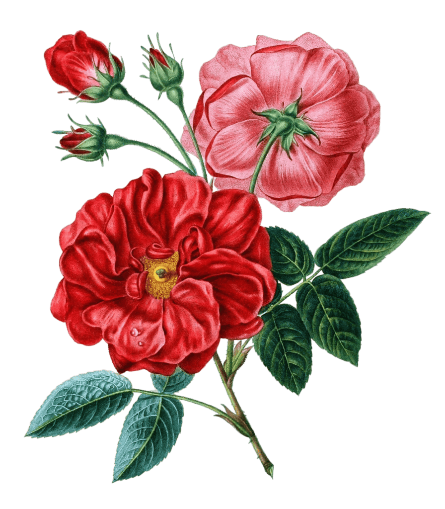 Rose De Provins Vintage Flower Illustration