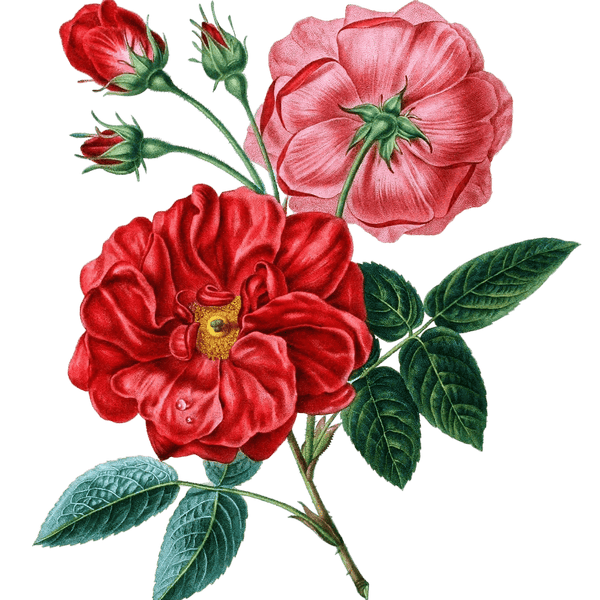 Rose De Provins Vintage Flower Illustration
