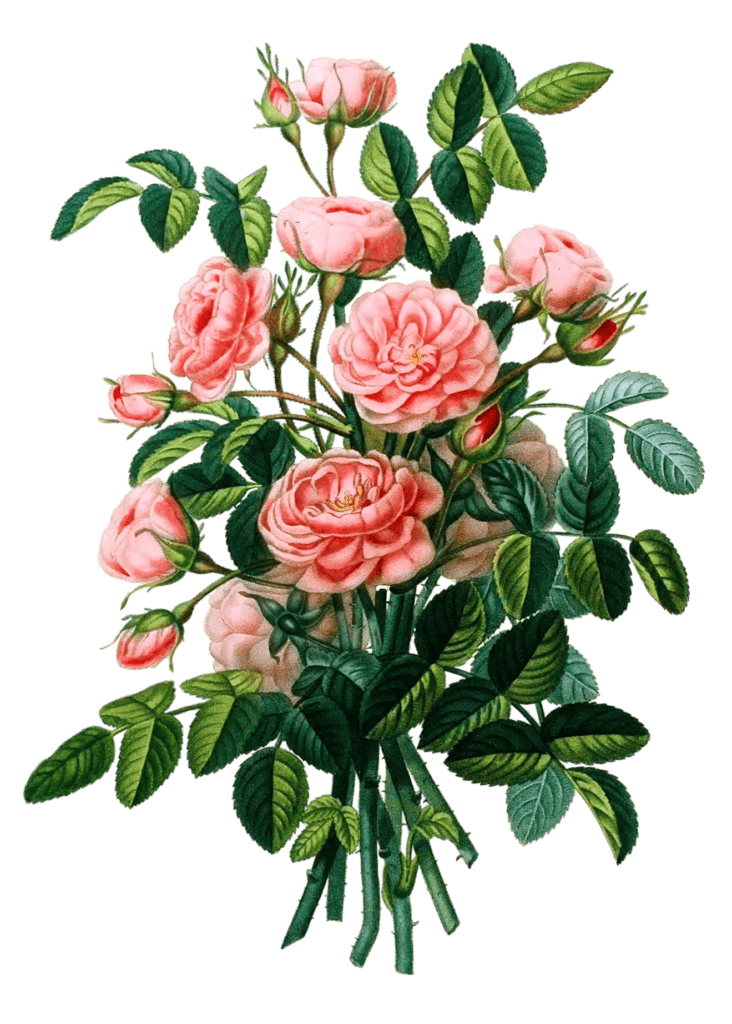 Rose Pompon Vintage Flower Illustration