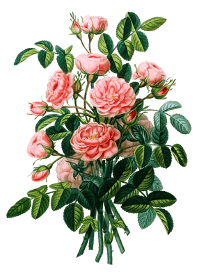 Rose Pompon Vintage Flower Illustration