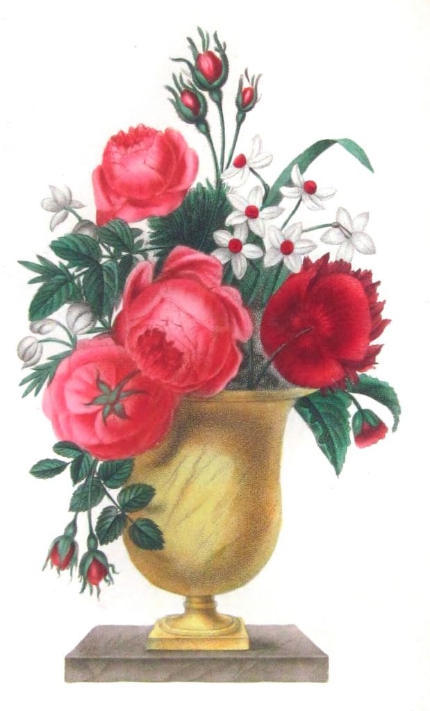 Rose A Cent Feuilees Vintage Flower Illustration