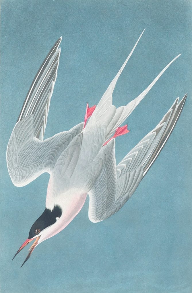 Roseate Tern Bird Vintage Illustrations
