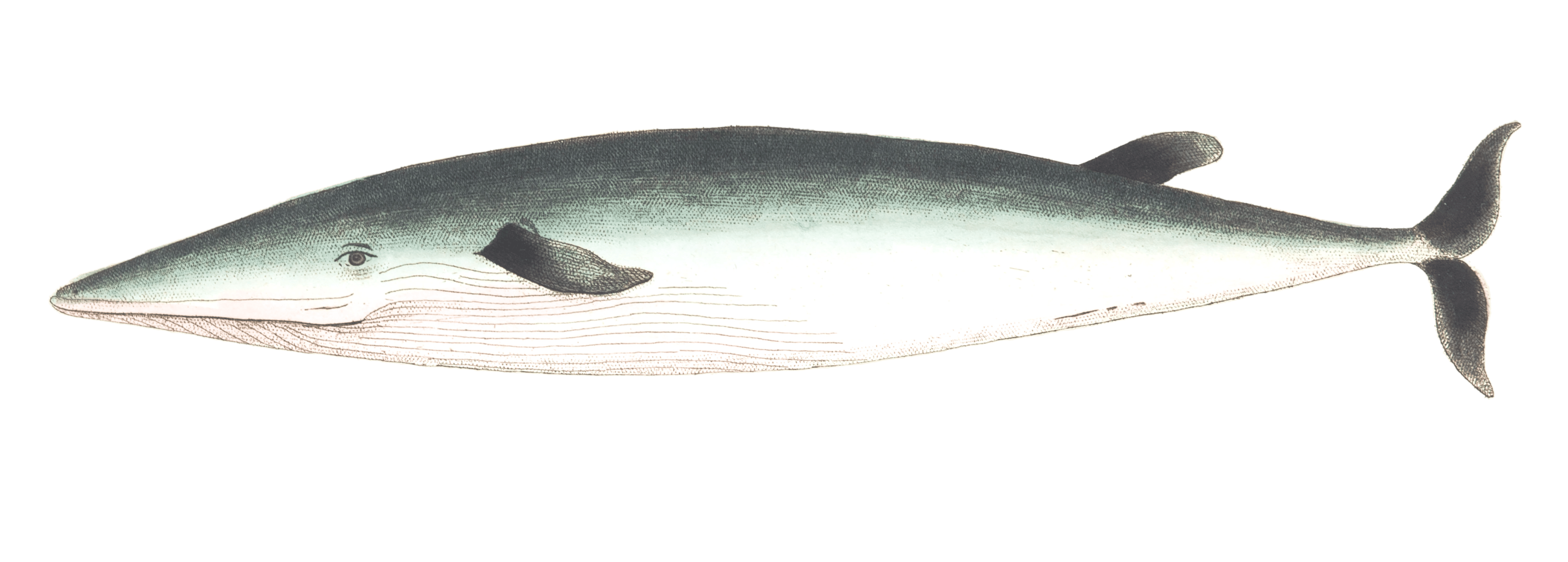 Rostrated-Whale-Vintage-Illustration
