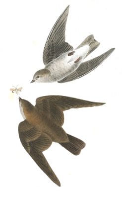 Rough Winged Swallow Bird Vintage Illustrations