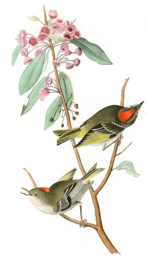 Ruby Crowned Kinglet Bird Vintage Illustrations