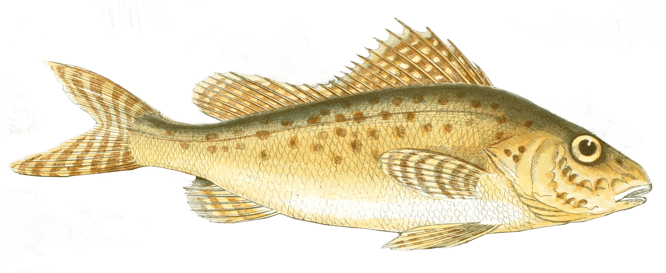 Ruff Fish Vintage Illustration