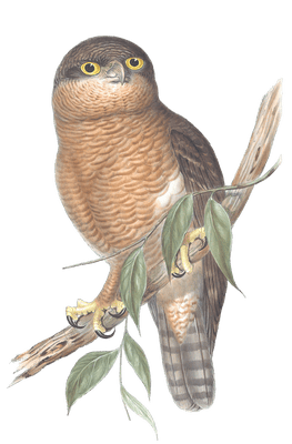 Rufous Owl Bird Vintage Illustrations
