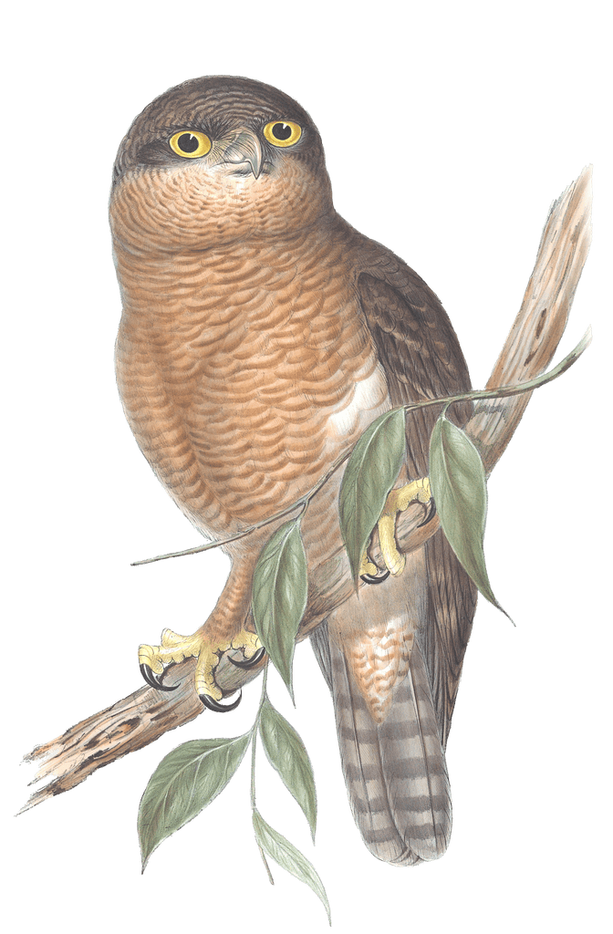 Rufous Owl Bird Vintage Illustrations