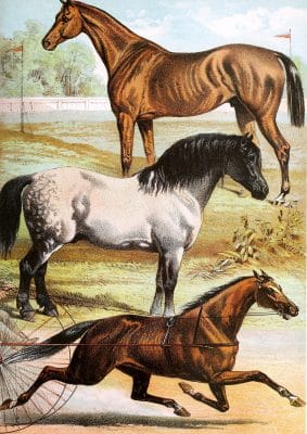 Running Horse Clydesdale Cart Horse Trotting Horse Vintage Illustrations