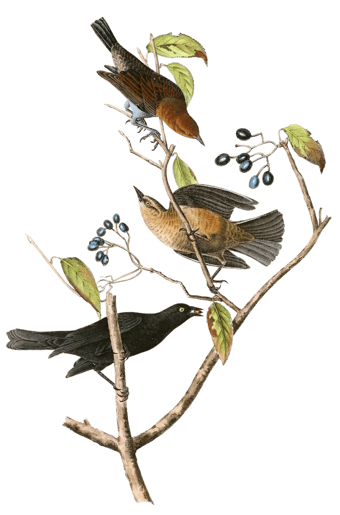 Rusty Blackbird Bird Vintage Illustrations