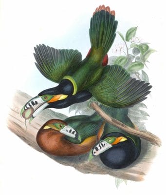 SPOT-BILLED-TOUCANET-Selenidera-Macclirostris