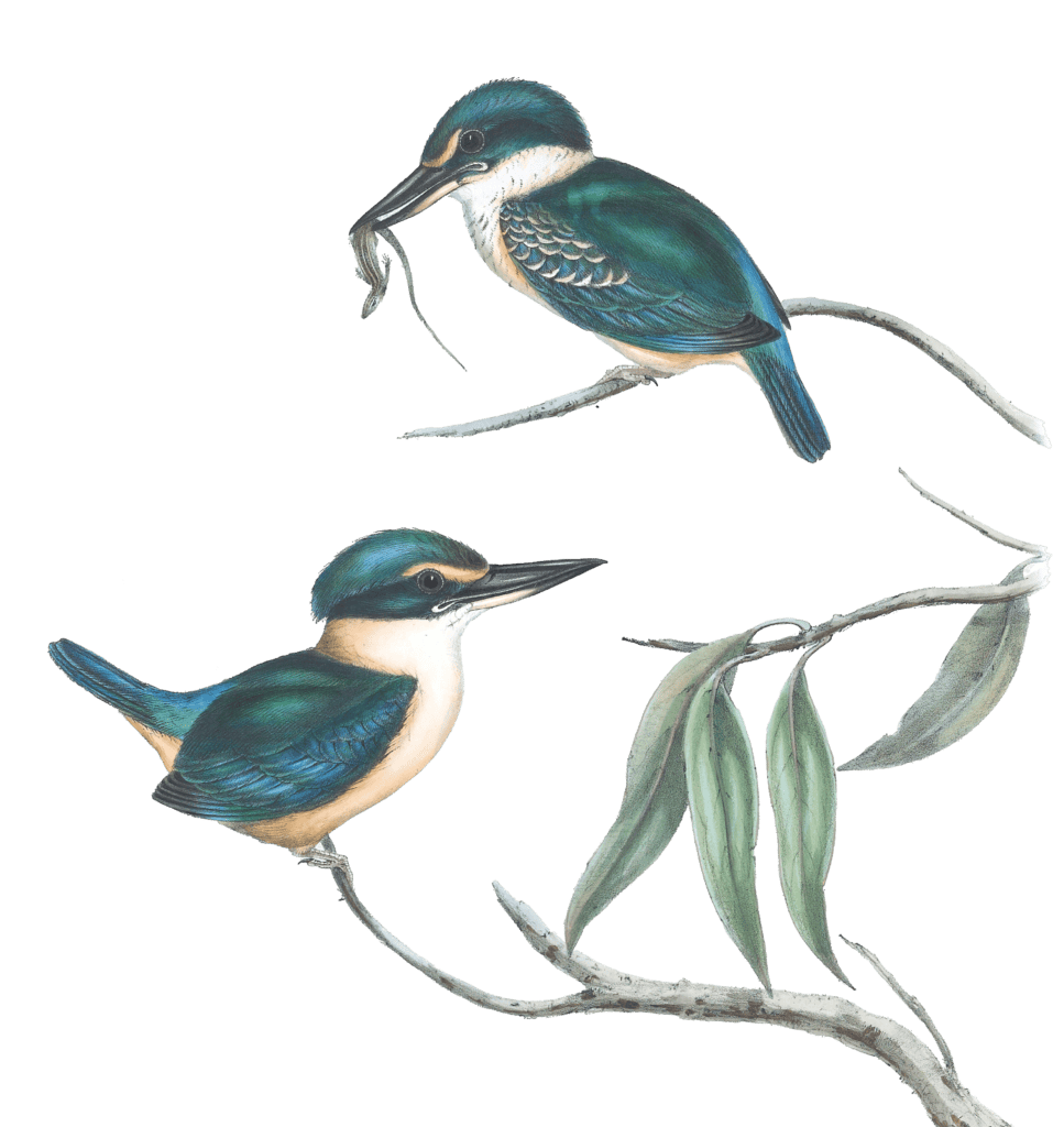 Sacred Halcyon Kingfisher Bird Vintage Illustrations