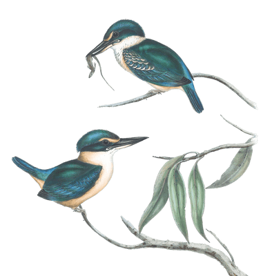 Sacred Halcyon Kingfisher Bird Vintage Illustrations