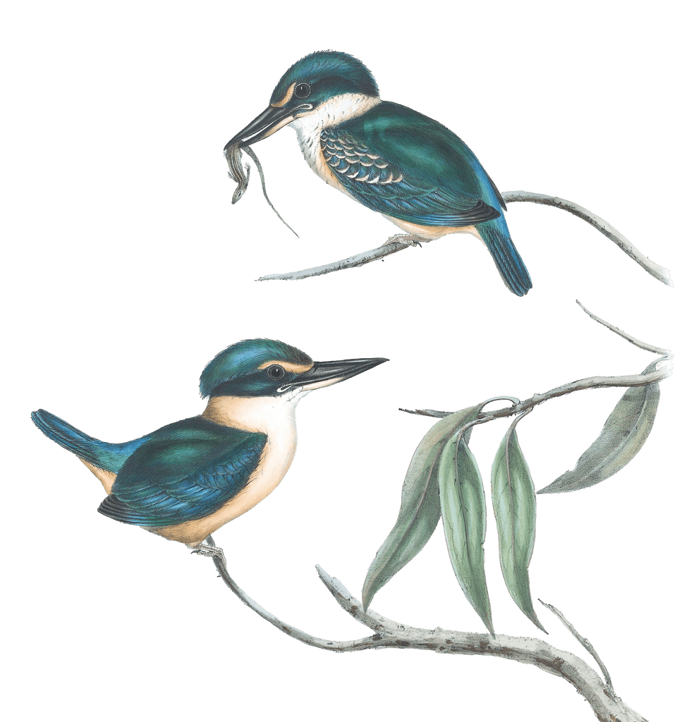 Sacred Halcyon Kingfisher Bird Vintage Illustrations