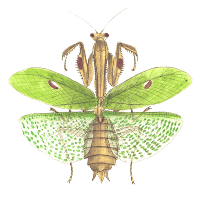 Sacred Mantis Vintage Insect Illustration