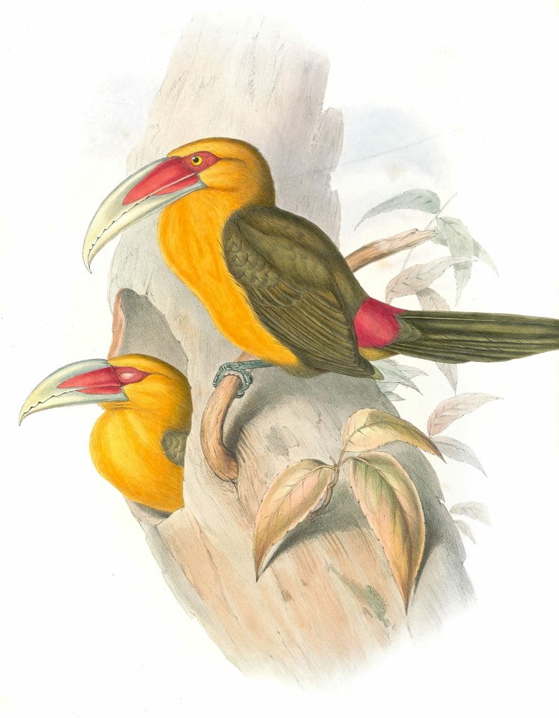 Saffron-toucanet-Andigena-Bailloni