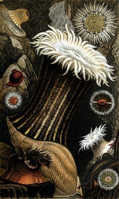 Sagartia Nivea Troglodytes Icthystoma Parasitica Ornata Vintage Sea Anemone Illustration