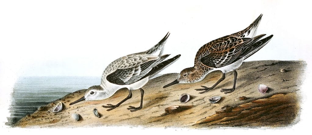 Sanderling Sandpiper Bird Vintage Illustrations