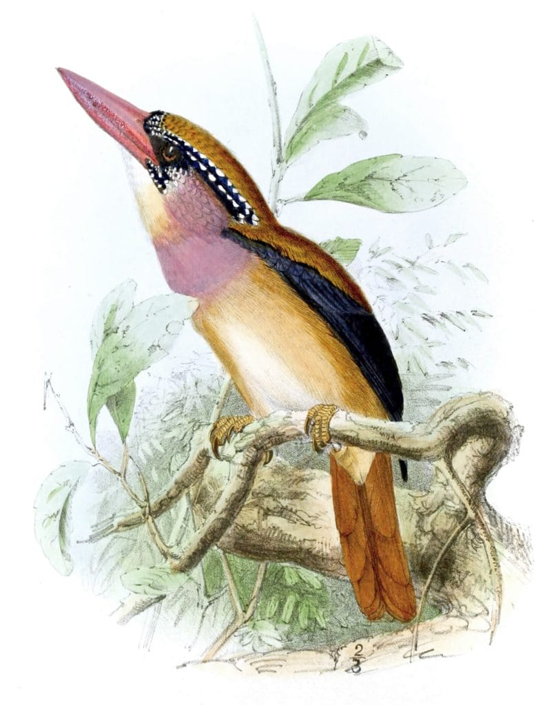 Sanghir Kingfisher Bird Vintage Illustration