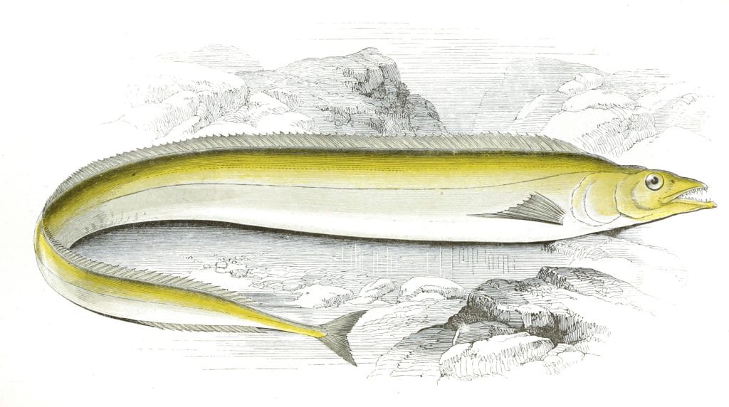 Scabbard Fish Vintage Illustration