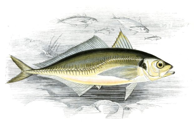 Scad Fish Vintage Illustration