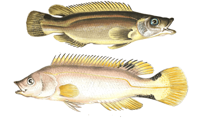 Scale Rayed Wrass Fish Vintage Illustration