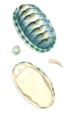 Scaly-Chiton-Vintage-Illustration