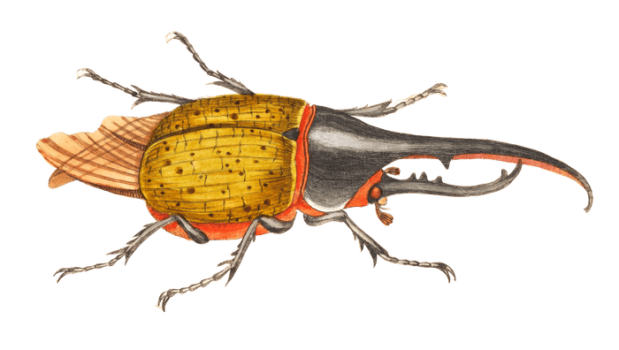 Scarabaeus Hercules Beetle Vintage Insect Illustration