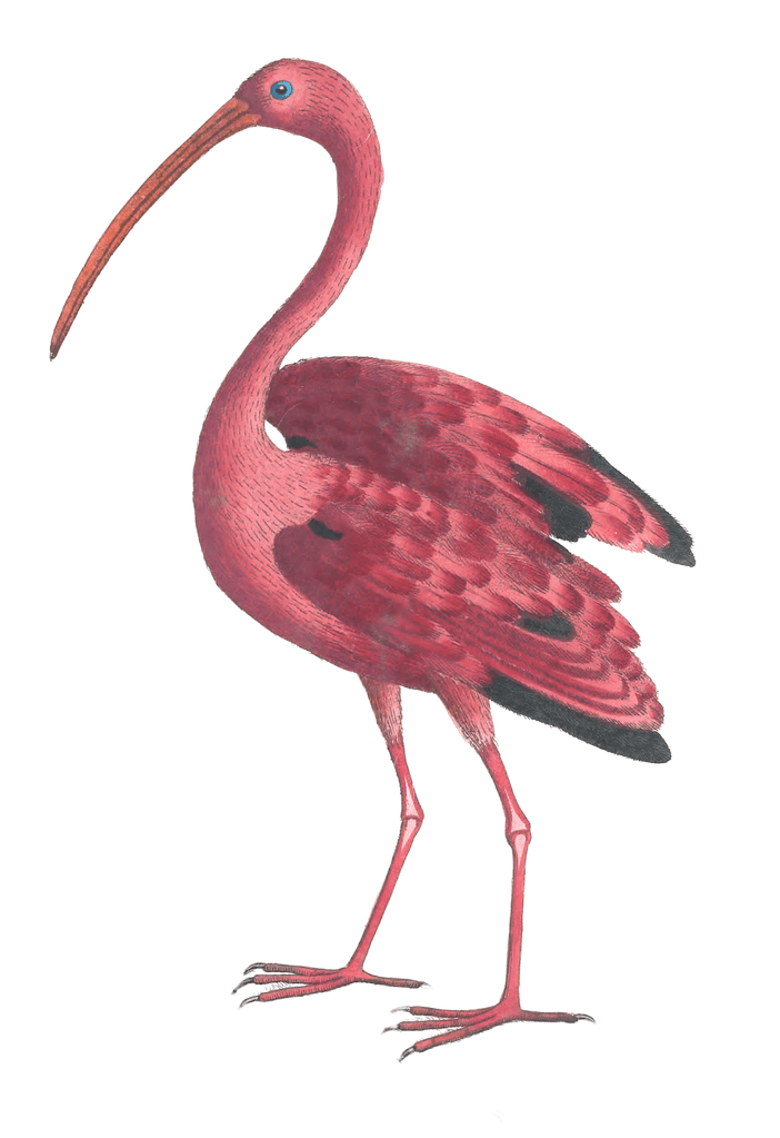 Scarlet-Ibis-Vintage-Illustration