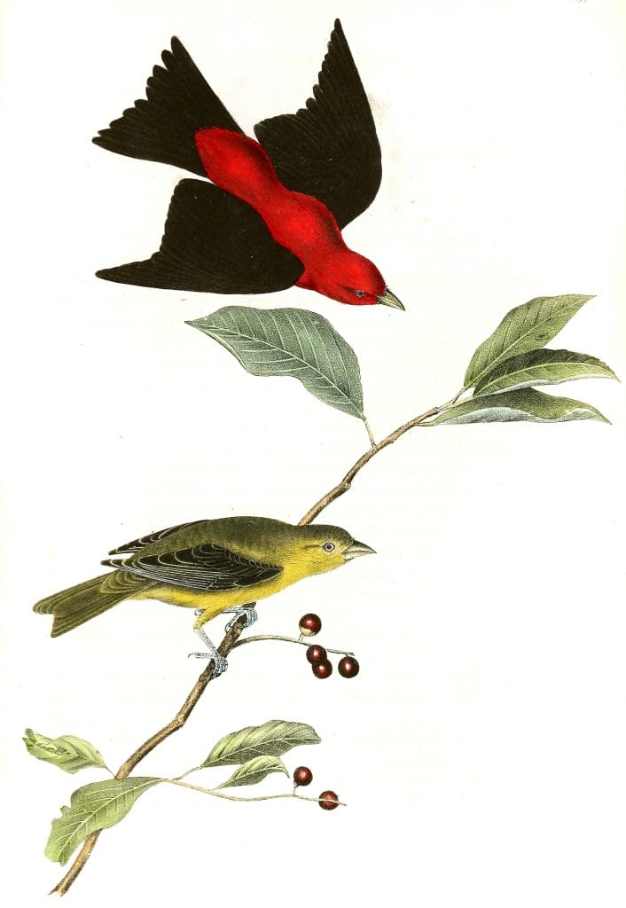 Scarlet Tanager Bird Vintage Illustrations
